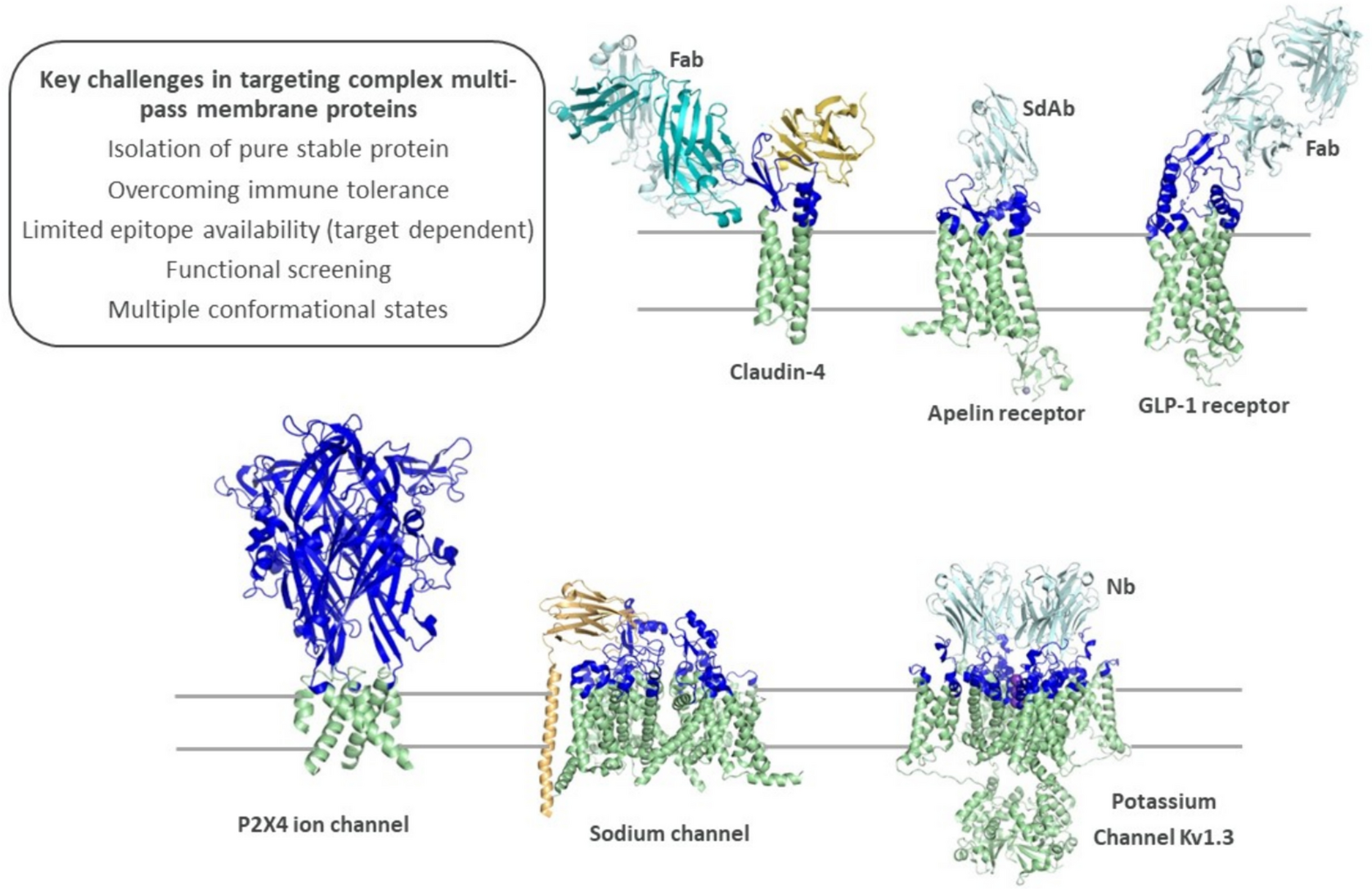 Discovery of Therapeutic Antibodies Targeting Complex Multi-Spanning Membrane Proteins