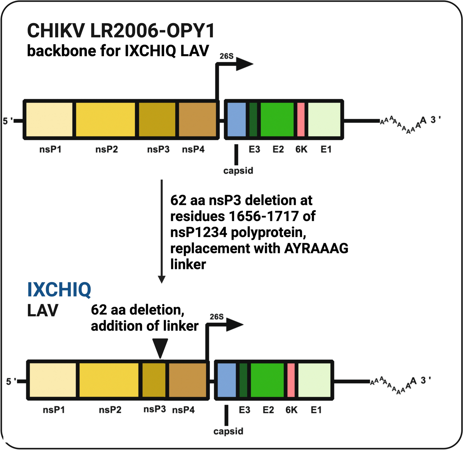 Chikungunya Virus Vaccines: A Review of IXCHIQ and PXVX0317 from Pre-Clinical Evaluation to Licensure