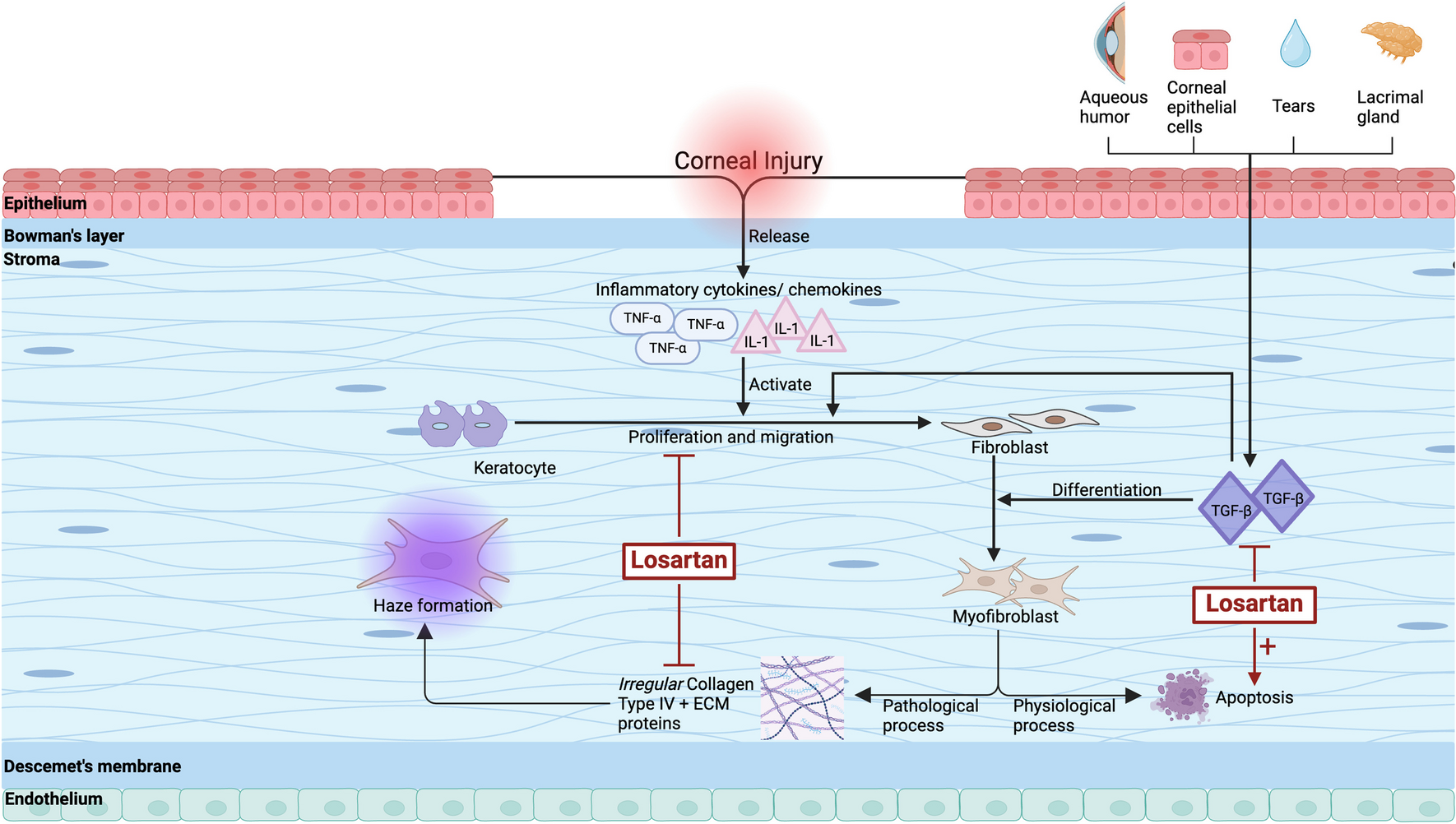 Topical losartan ophthalmic drops – a review of corneal wound healing and topical losartan for managing corneal haze and potential future indications