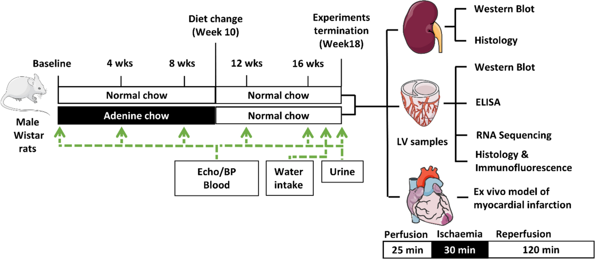 Investigating the cause of cardiovascular dysfunction in chronic kidney disease: capillary rarefaction and inflammation may contribute to detrimental cardiovascular outcomes