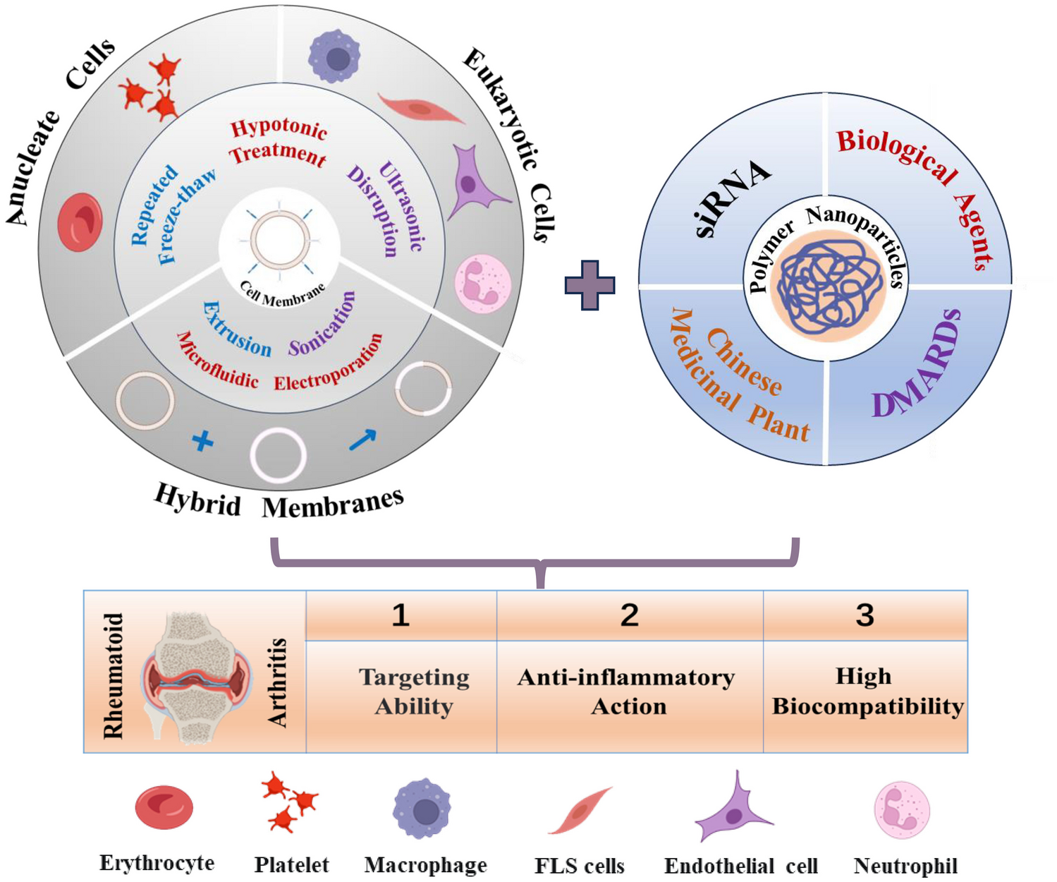 Revolutionizing rheumatoid arthritis therapy: harnessing cytomembrane biomimetic nanoparticles for novel treatment strategies