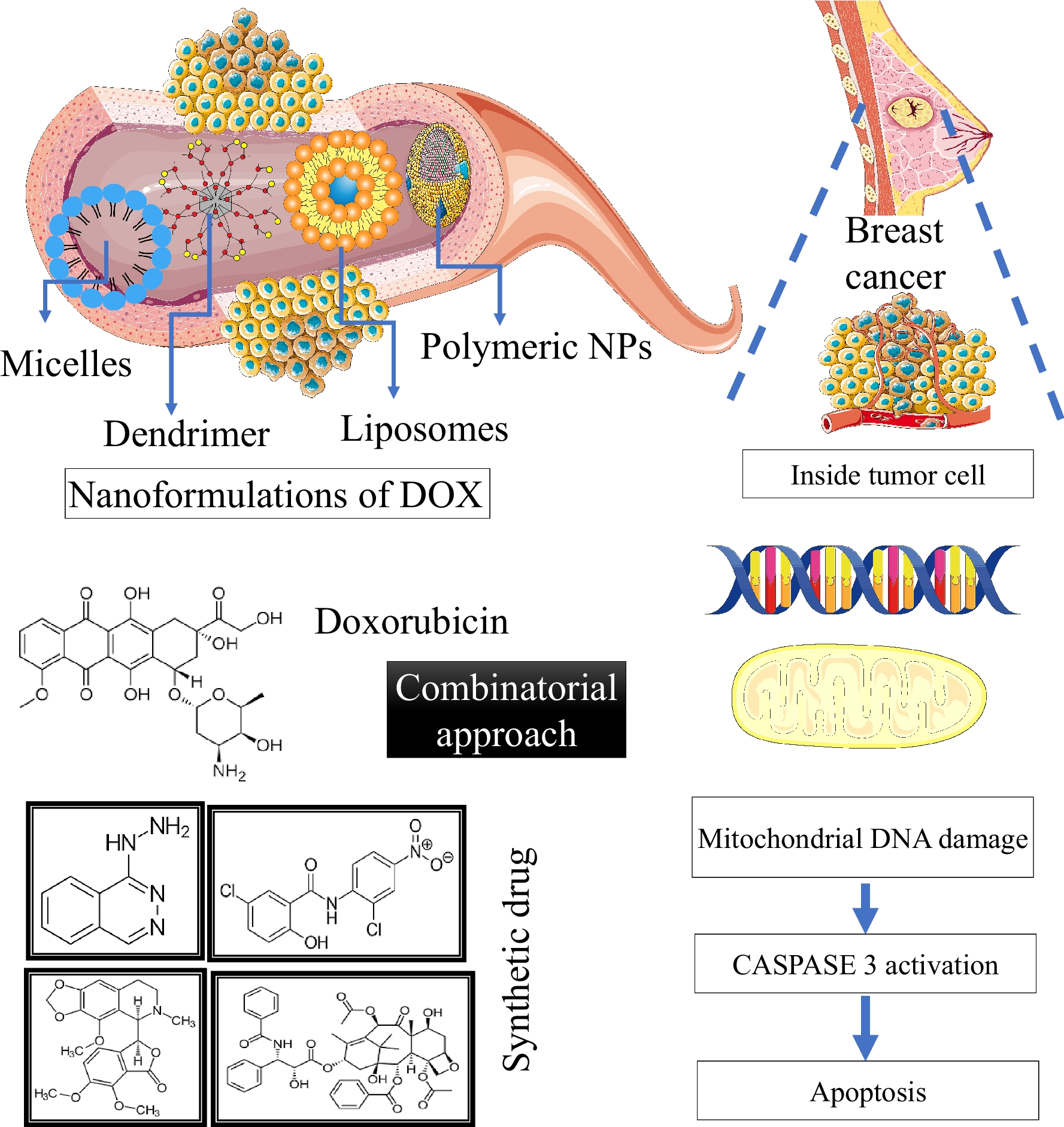A comprehensive review on doxorubicin: mechanisms, toxicity, clinical trials, combination therapies and nanoformulations in breast cancer