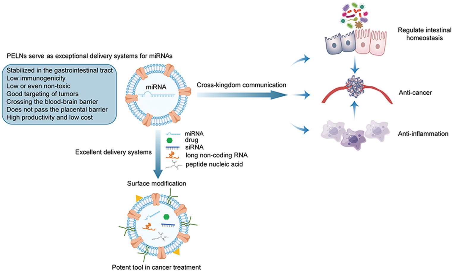 Plant-derived exosome-like nanoparticles for microRNA delivery in cancer treatment