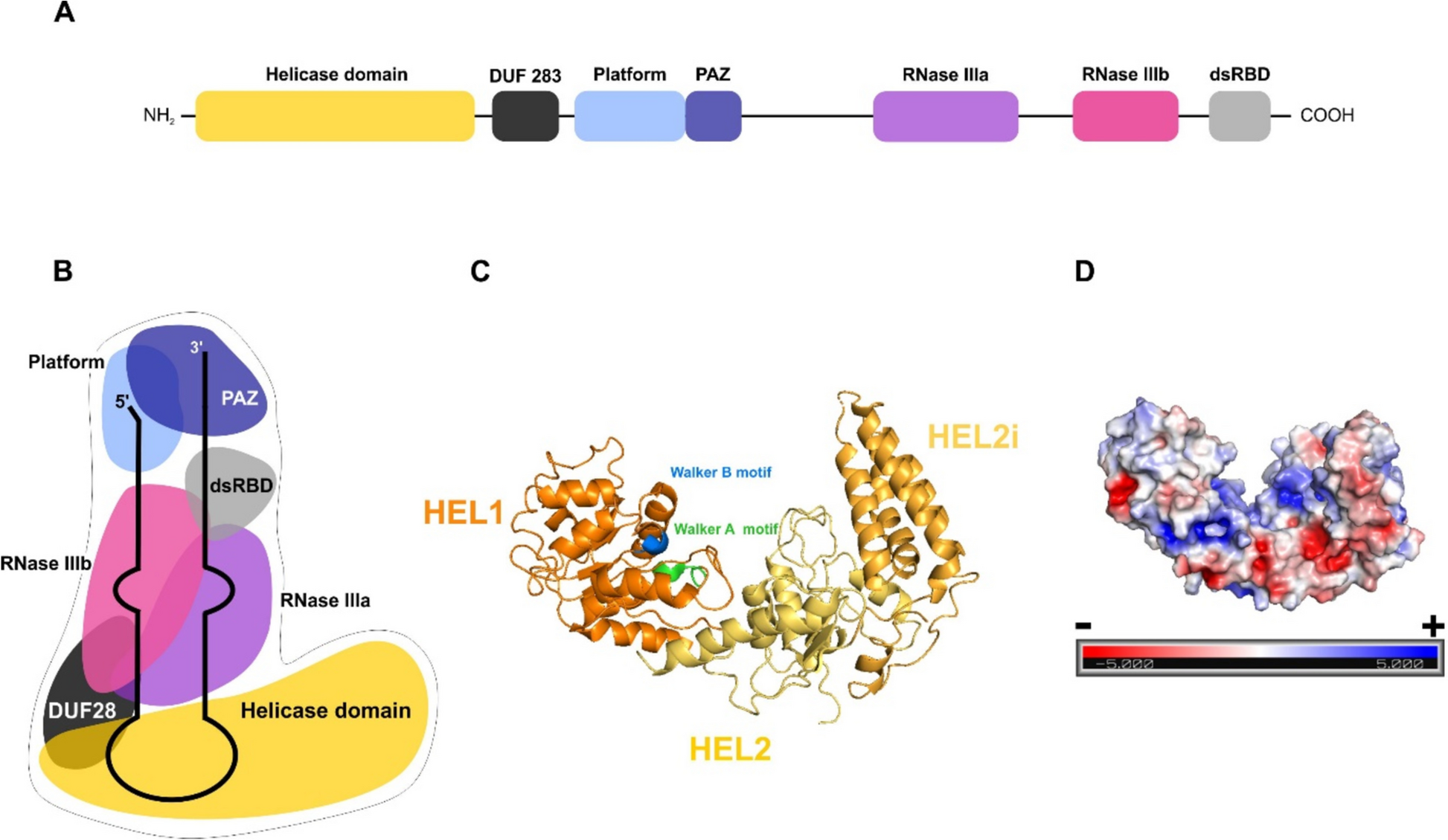 The human Dicer helicase domain is capable of ATP hydrolysis and single-stranded nucleic acid binding