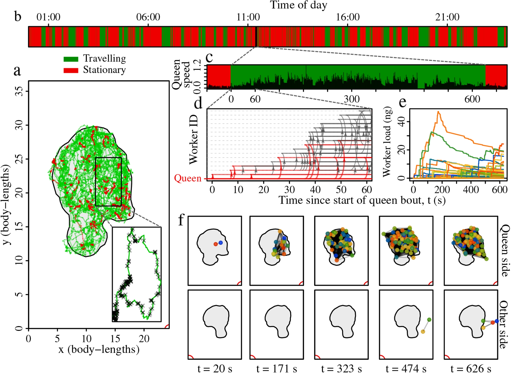 Pheromone relay networks in the honeybee: messenger workers distribute the queen’s fertility signal throughout the hive