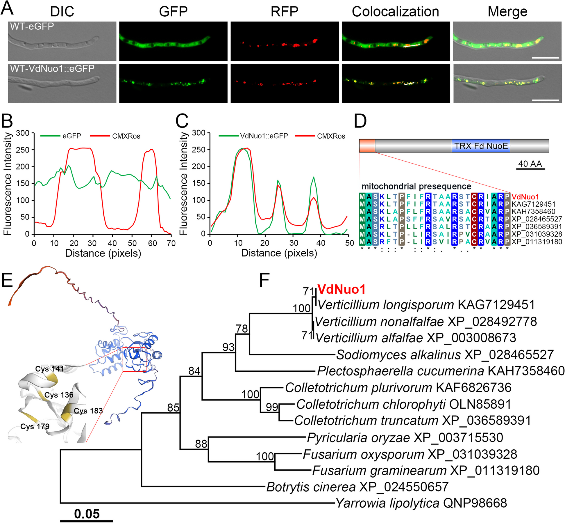 The 24-kDa subunit of mitochondrial complex I regulates growth, microsclerotia development, stress tolerance, and virulence in Verticillium dahliae