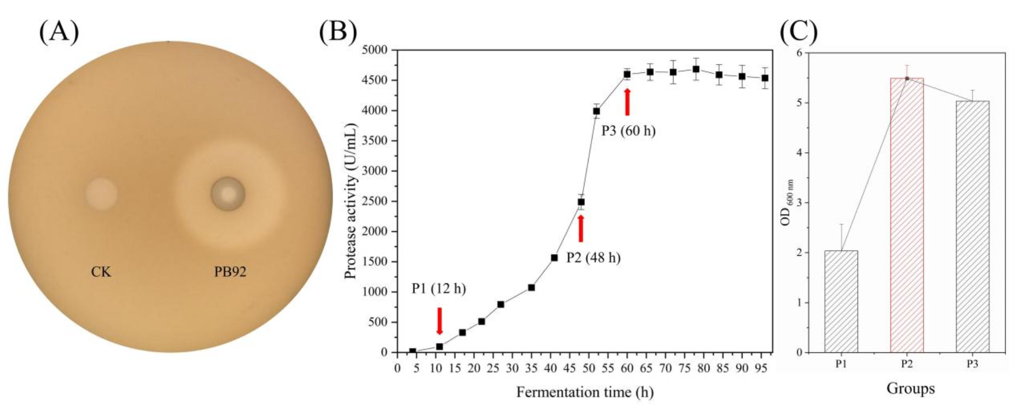 New insights into the efficient secretion of foreign protein in Bacillus subtilis via Ribo-seq and RNA-seq integrative analyses