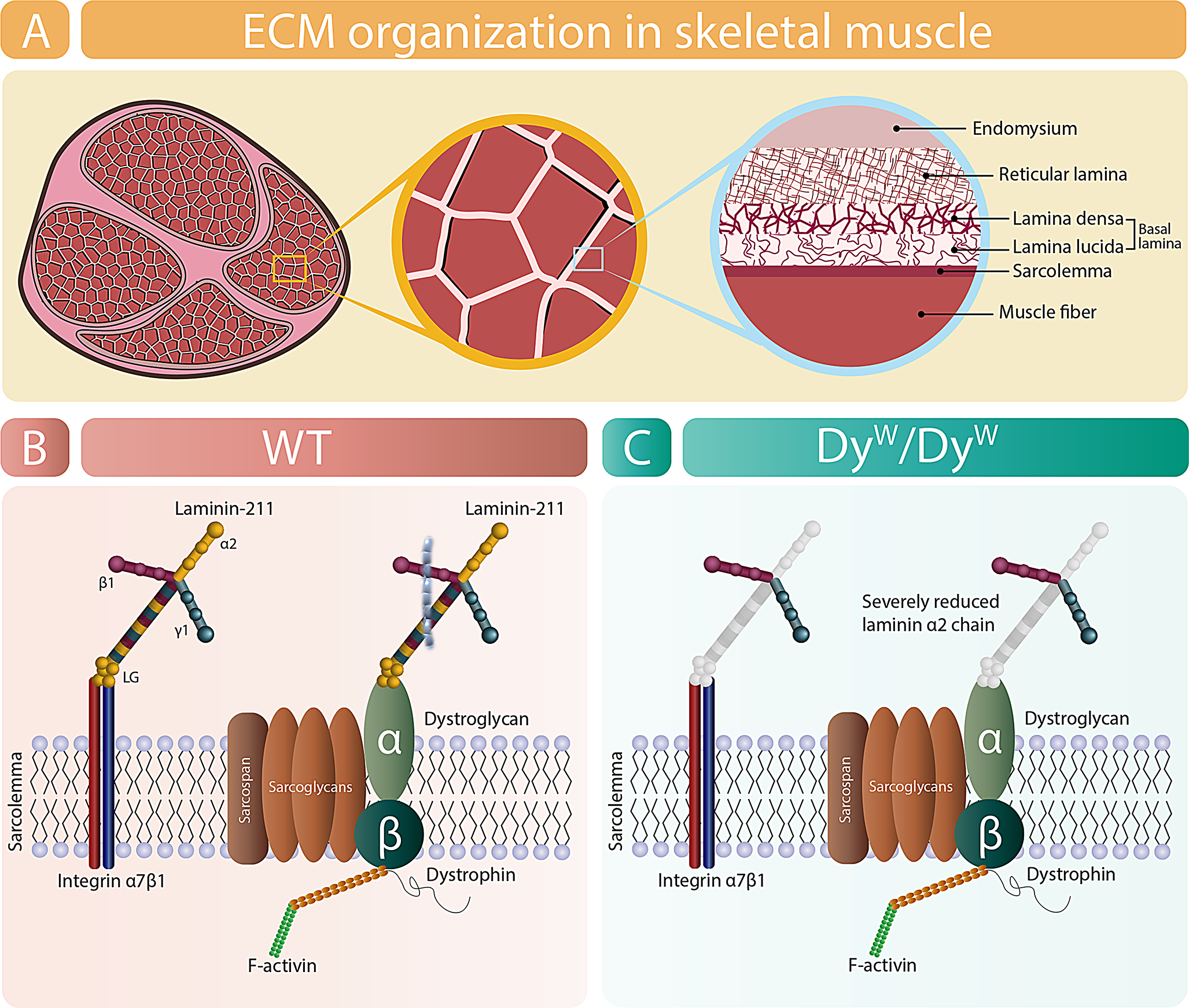 Systemic inhibition of bone morphogenetic protein 1.3 as a possible treatment for laminin-related congenital muscular dystrophy