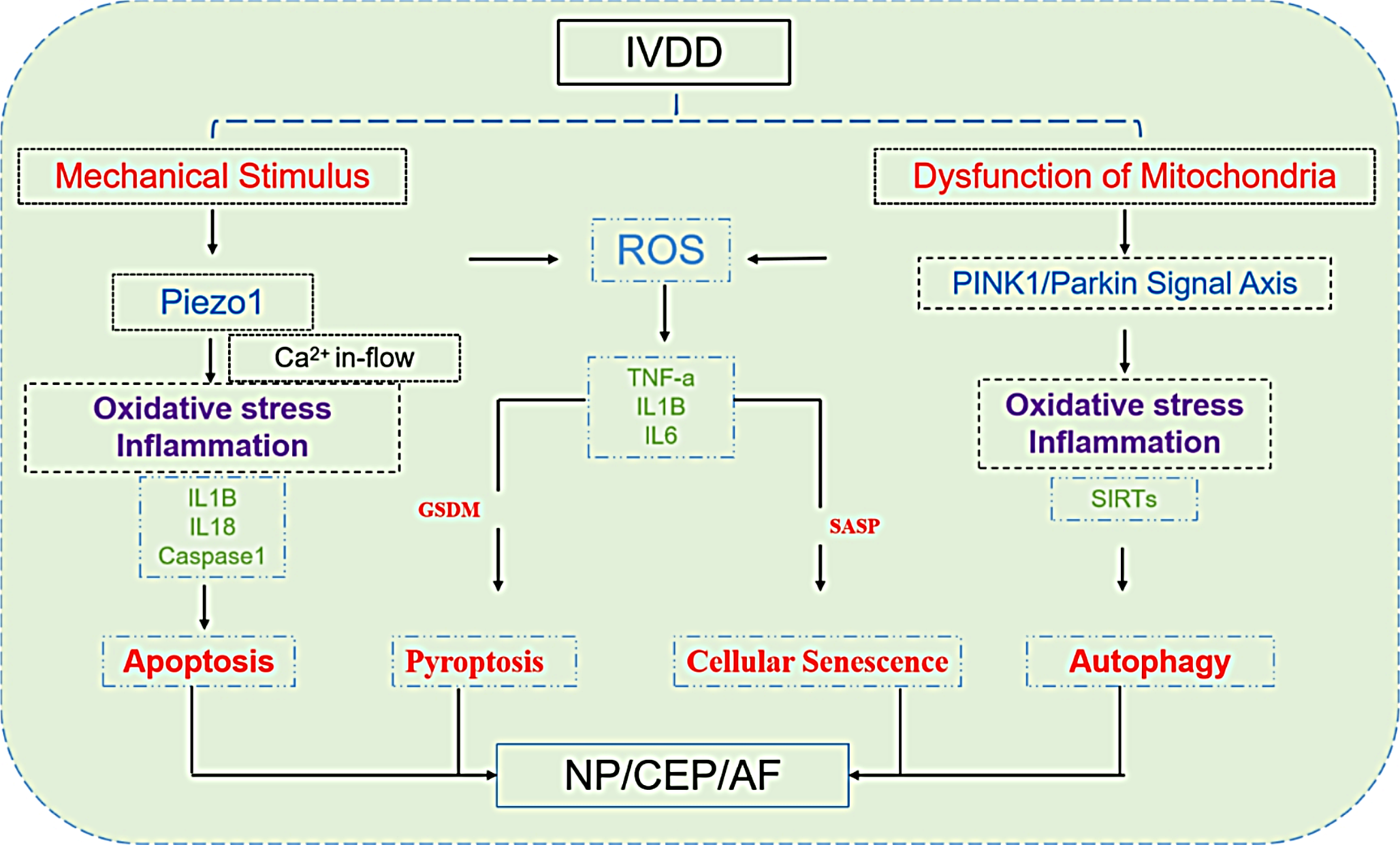 Molecular mechanism of mechanical pressure induced changes in the microenvironment of intervertebral disc degeneration