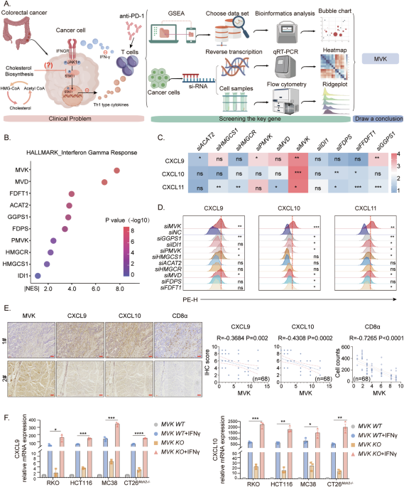 Mevalonate kinase inhibits anti-tumor immunity by impairing the tumor cell-intrinsic interferon response in microsatellite instability colorectal cancer