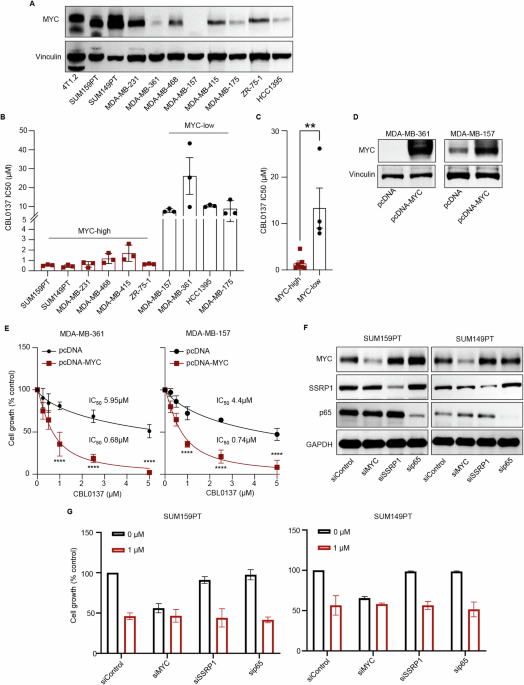 CBL0137 and NKG2A blockade: a novel immuno-oncology combination therapy for Myc-overexpressing triple-negative breast cancers