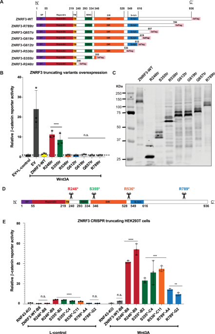 Lack of dominant-negative activity for tumor-related ZNRF3 missense mutations at endogenous levels