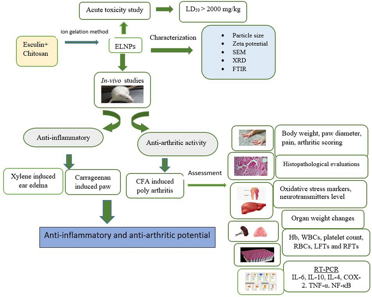 Esculin-loaded nanoparticles ameliorate adjuvant-induced polyarthritis via subduing inflammatory and oxidative stress biomarkers in Wistar rats
