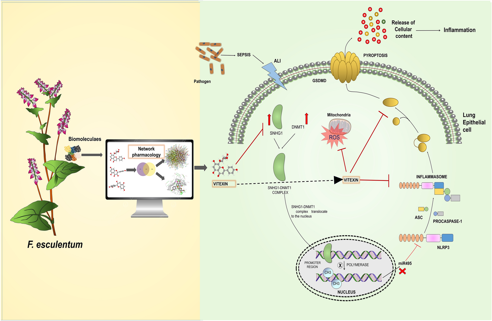 Vitexin mitigates oxidative stress, mitochondrial damage, pyroptosis and regulates small nucleolar RNA host gene 1/DNA methyltransferase 1/microRNA-495 axis in sepsis-associated acute lung injury