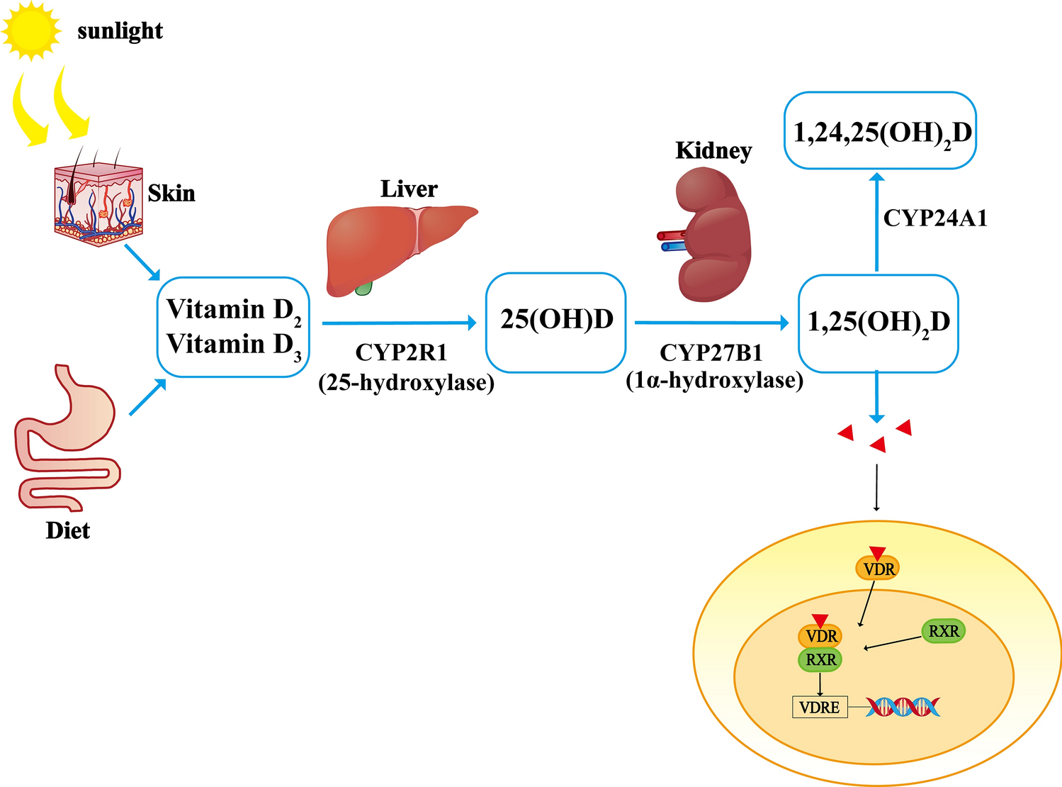 Vitamin D: an important treatment for secondary hyperparathyroidism in chronic kidney disease?