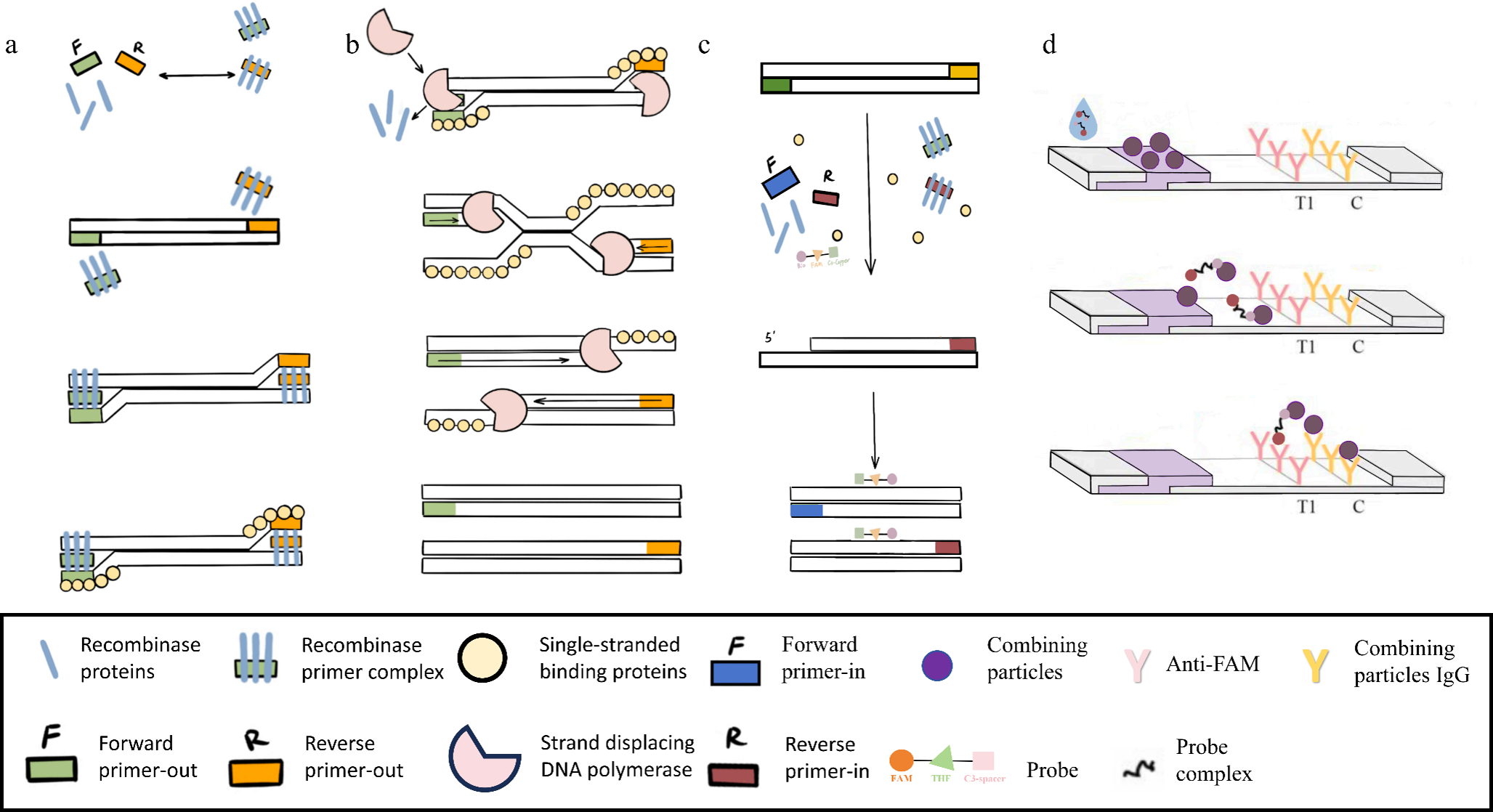 A rapid identification system for vaginal fluid stains based on nested recombinant polymerase amplification and lateral flow dipstick
