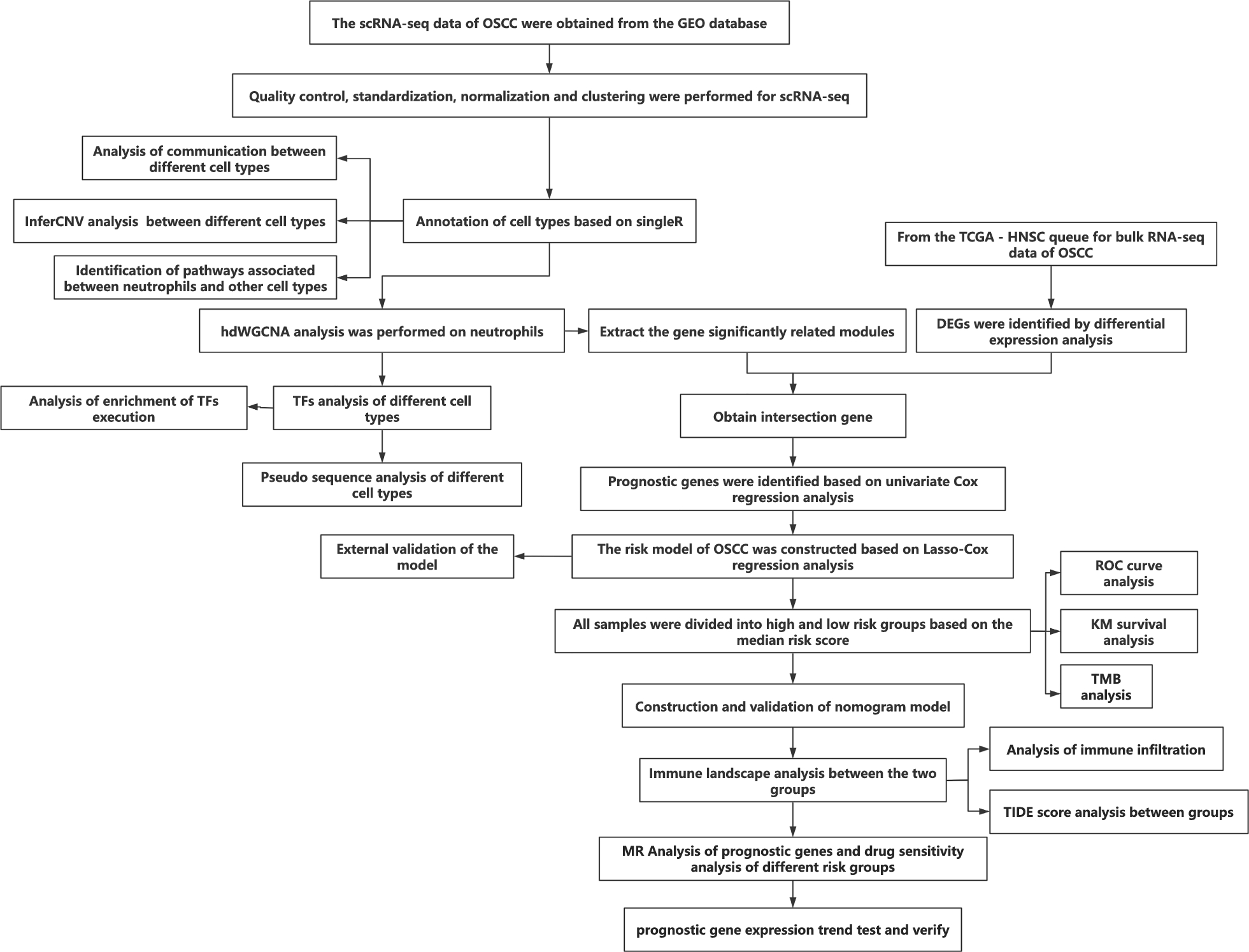 Integrating single-cell RNA-seq and bulk RNA-seq to construct a neutrophil prognostic model for predicting prognosis and immune response in oral squamous cell carcinoma