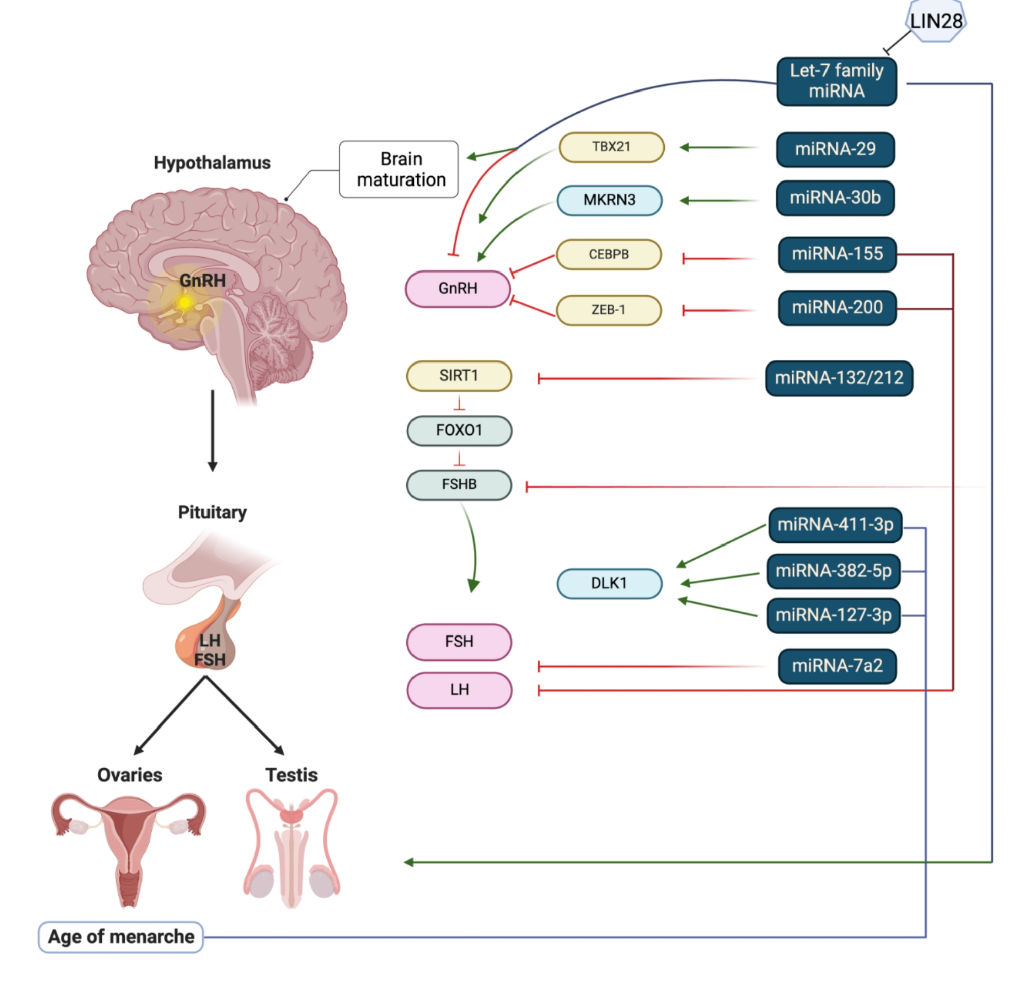 Insights into pubertal development: a narrative review on the role of epigenetics