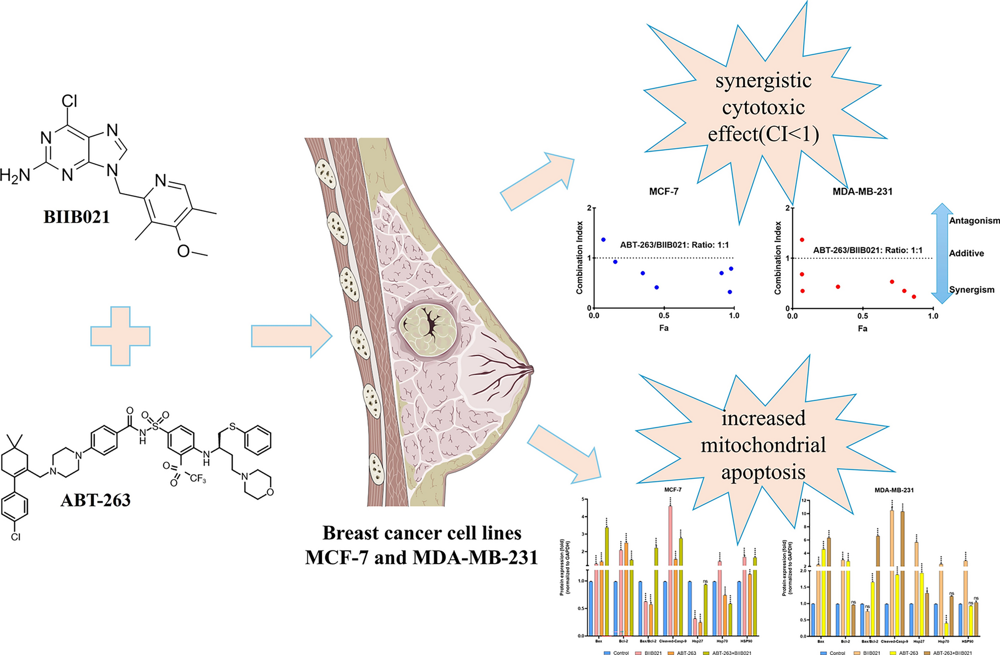 Dual targeting of HSP90 and BCL-2 in breast cancer cells using inhibitors BIIB021 and ABT-263