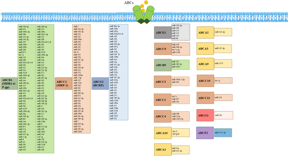 MiRNAs: main players of cancer drug resistance target ABC transporters