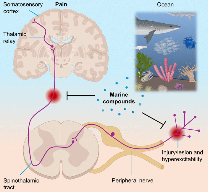 Marine-derived bioactive compounds for neuropathic pain: pharmacology and therapeutic potential