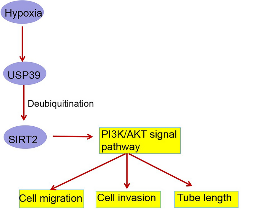 USP39 promotes retinal pathological angiogenesis in retinopathy of prematurity by stabilizing SIRT2 expression through deubiquitination