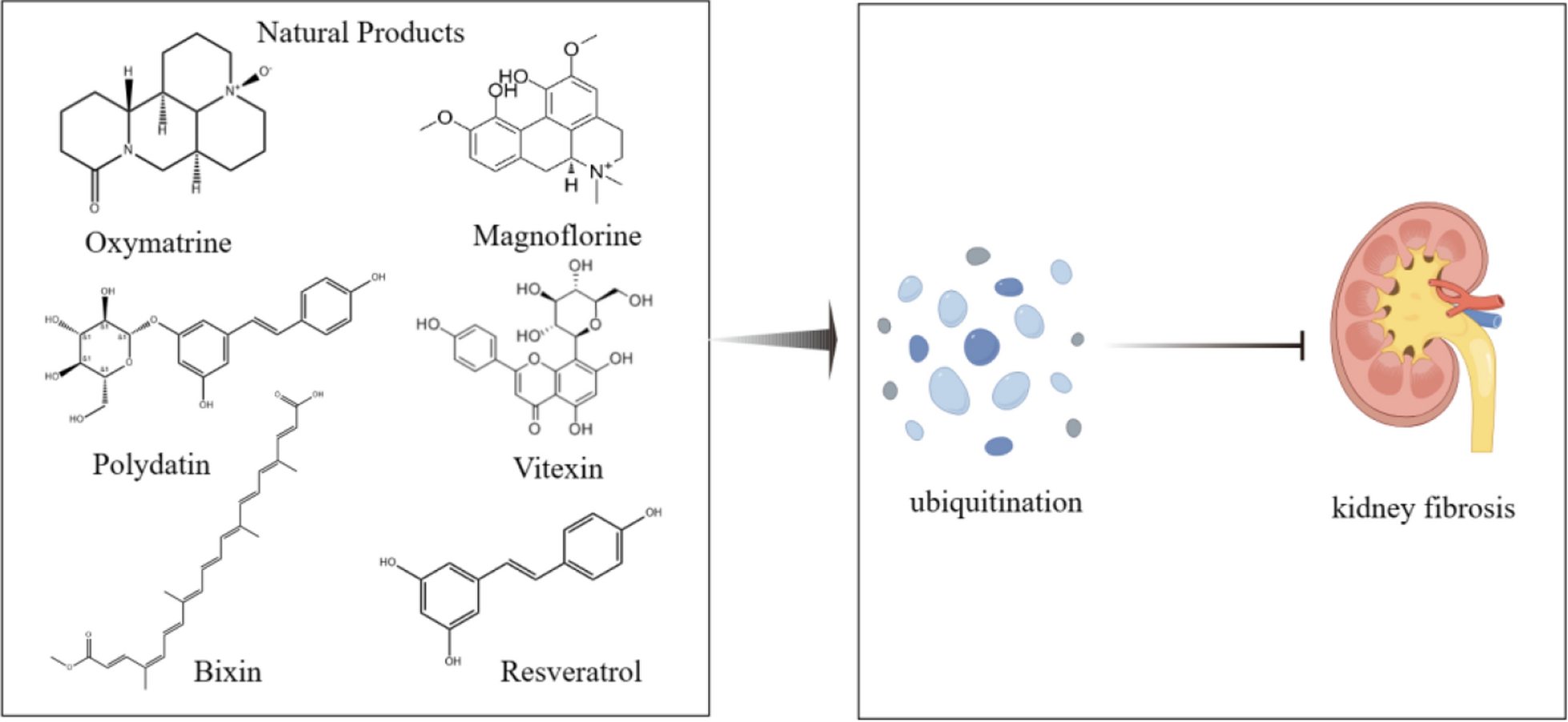 Natural products targeting ubiquitination to combat kidney fibrosis