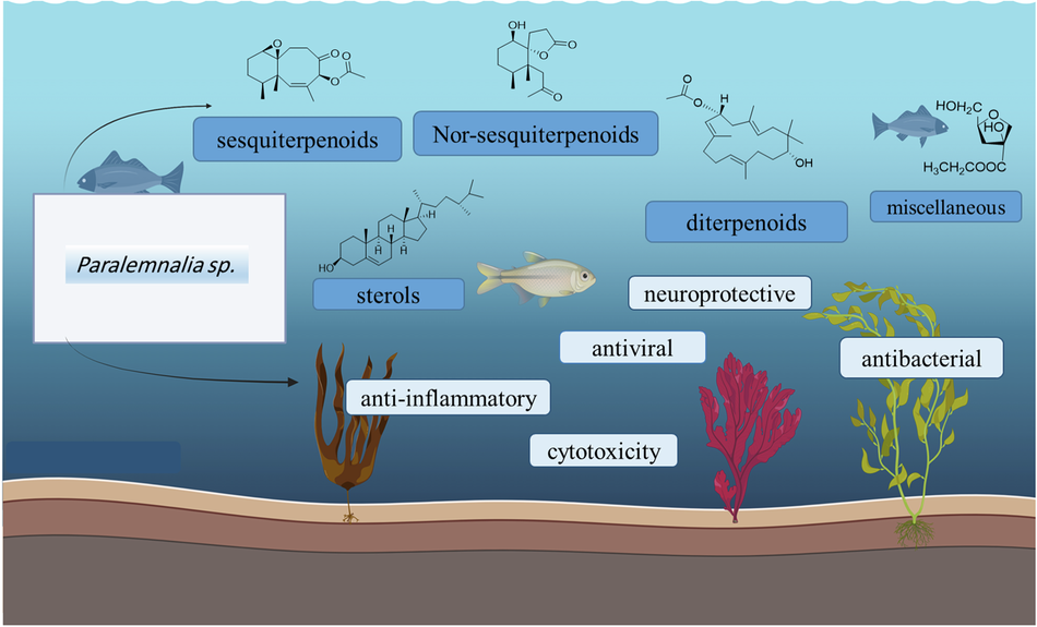 Review: Chemical and biological features of genus Paralemnalia soft corals
