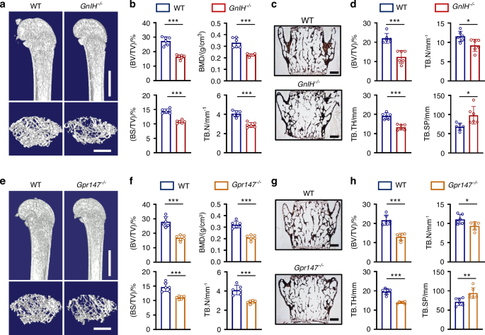 GnIH secreted by green light exposure, regulates bone mass through the activation of Gpr147
