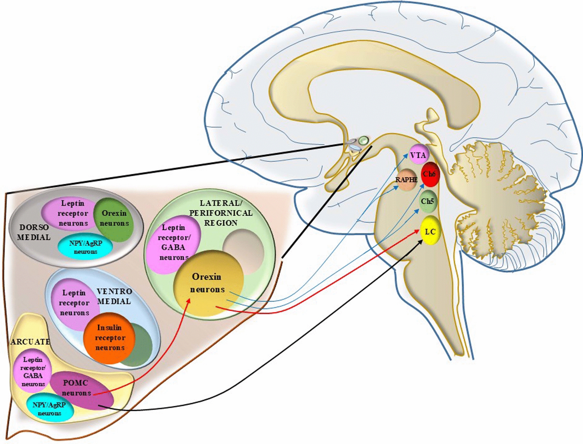 The brainstem reticular formation pivots abnormal neural transmission in the course of Anorexia Nervosa