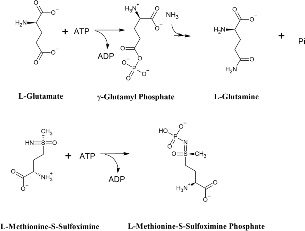 Methionine Sulfoximine as a Tool for Studying Temporal Lobe Epilepsy: Initiator, Developer, Attenuator