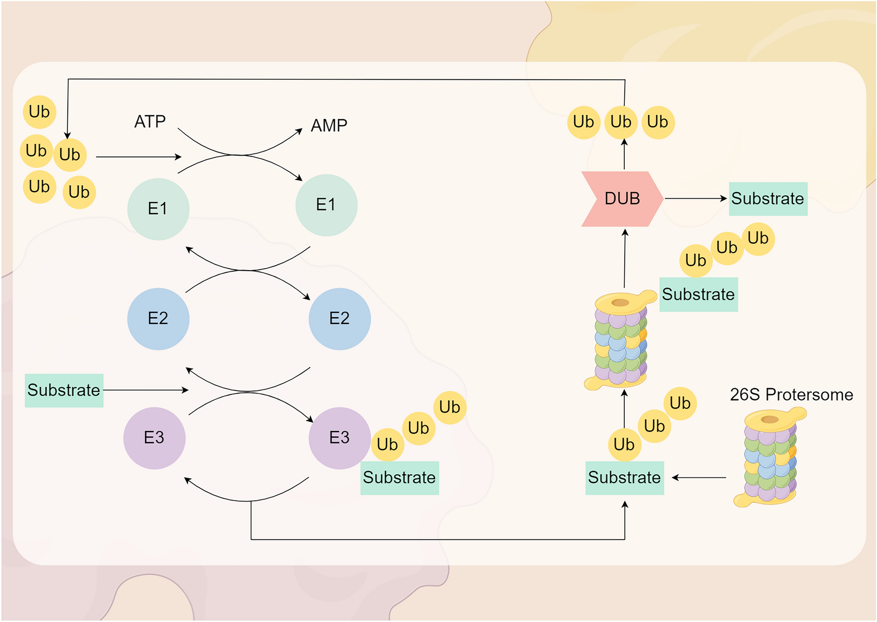 Exploring Ubiquitination in Spinal Cord Injury Therapy: Multifaceted Targets and Promising Strategies