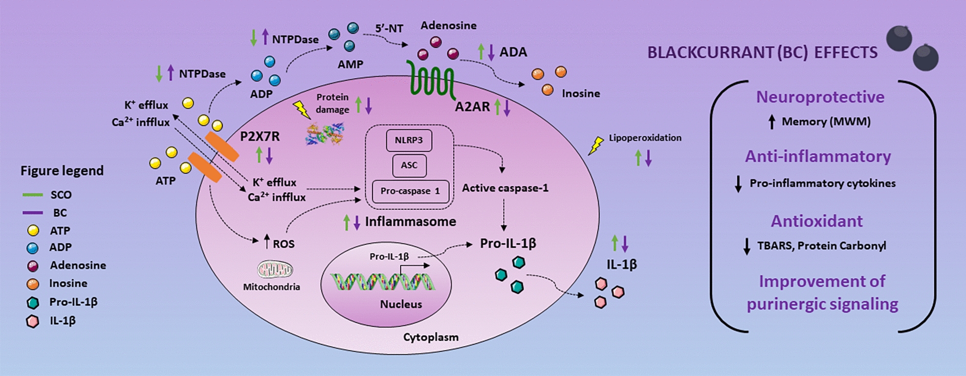 Blackcurrant (Ribes nigrum L.) and Its Association with Donepezil Restore Cognitive Impairment, Suppress Oxidative Stress and Pro-inflammatory Responses, and Improve Purinergic Signaling in a Scopolamine-Induced Amnesia Model in Mice
