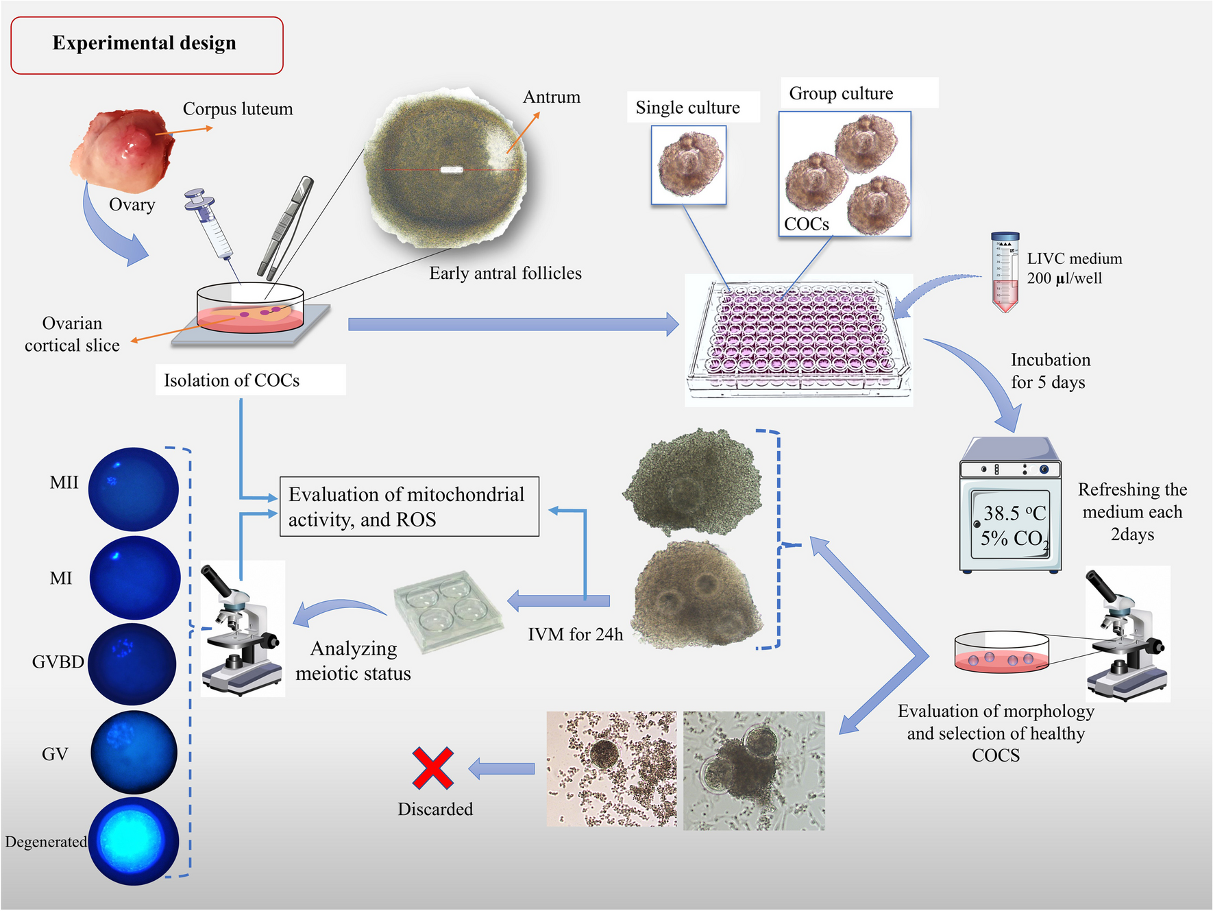 The effect of single versus group culture on cumulus-oocyte complexes from early antral follicles