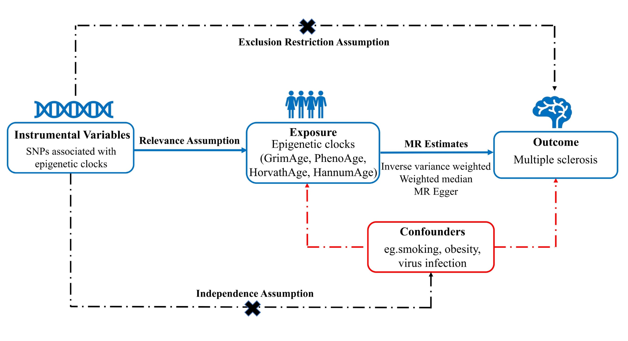 Assessment of relationships between epigenetic age acceleration and multiple sclerosis: a bidirectional mendelian randomization study