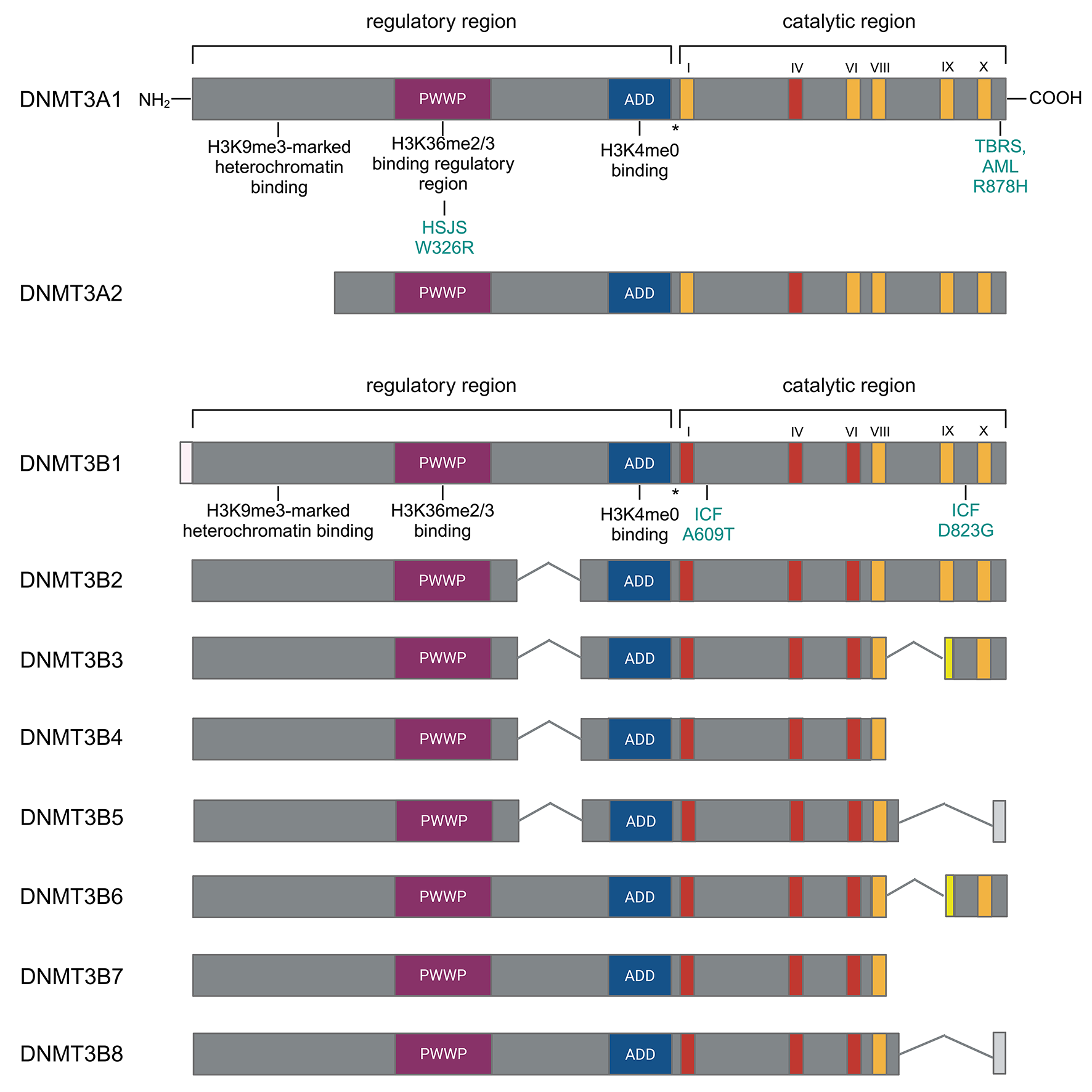 Tissue-specific roles of de novo DNA methyltransferases