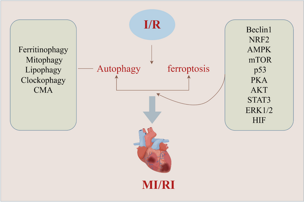 The link between ferroptosis and autophagy in myocardial ischemia/reperfusion injury: new directions for therapy