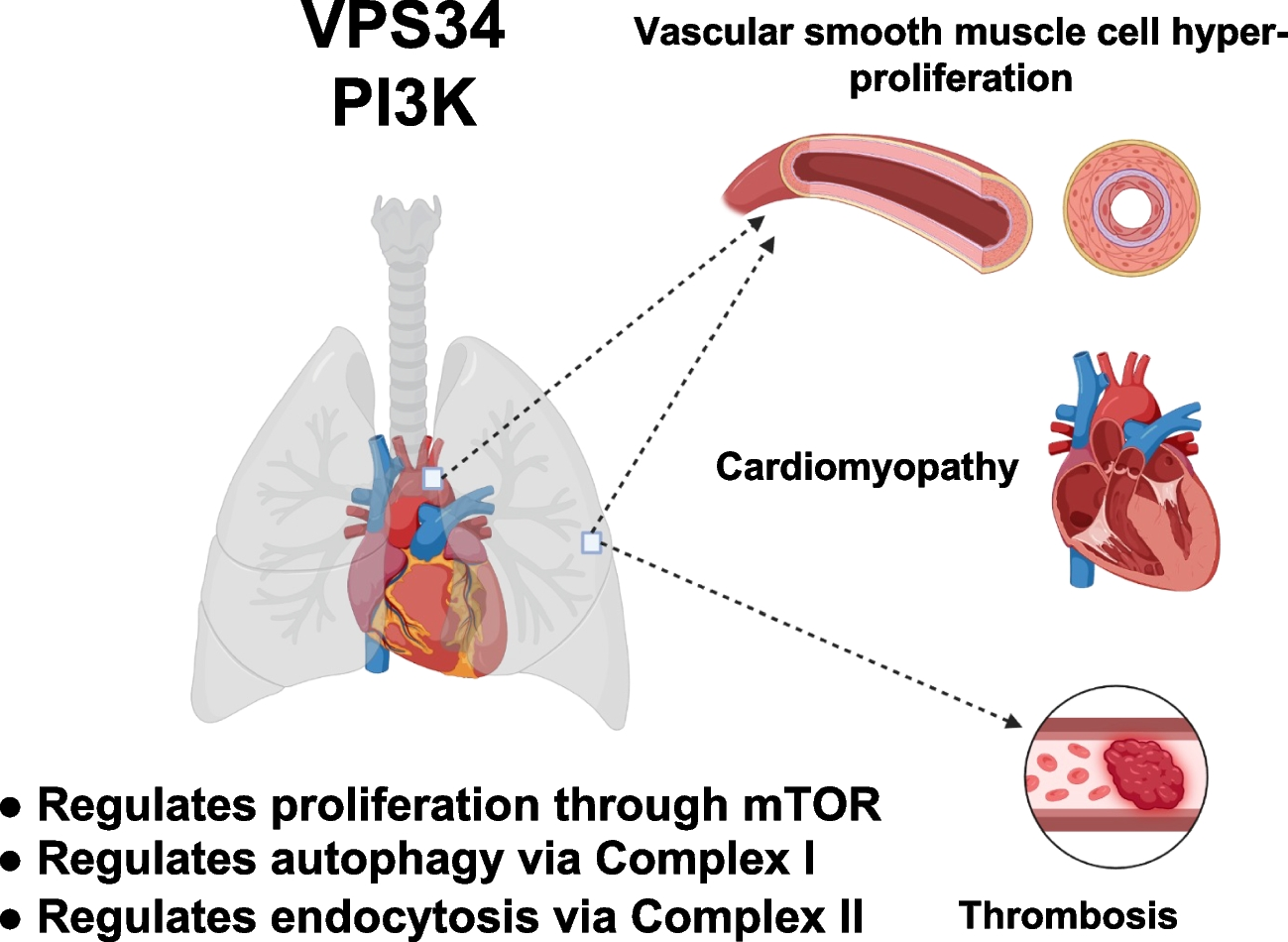 Class III Phosphatidylinositol-3 Kinase/Vacuolar Protein Sorting 34 in Cardiovascular Health and Disease