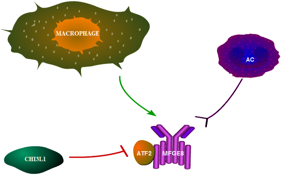 Chitinase-3-like Protein 1 Reduces the Stability of Atherosclerotic Plaque via Impairing Macrophagic Efferocytosis