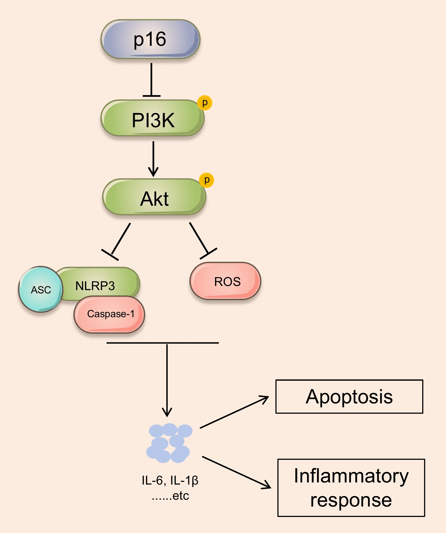p16INK4a Aggravated Sepsis-associated Cardiac Injury by Inhibiting the PI3K/AKT Pathway and Inducing Redox Imbalance