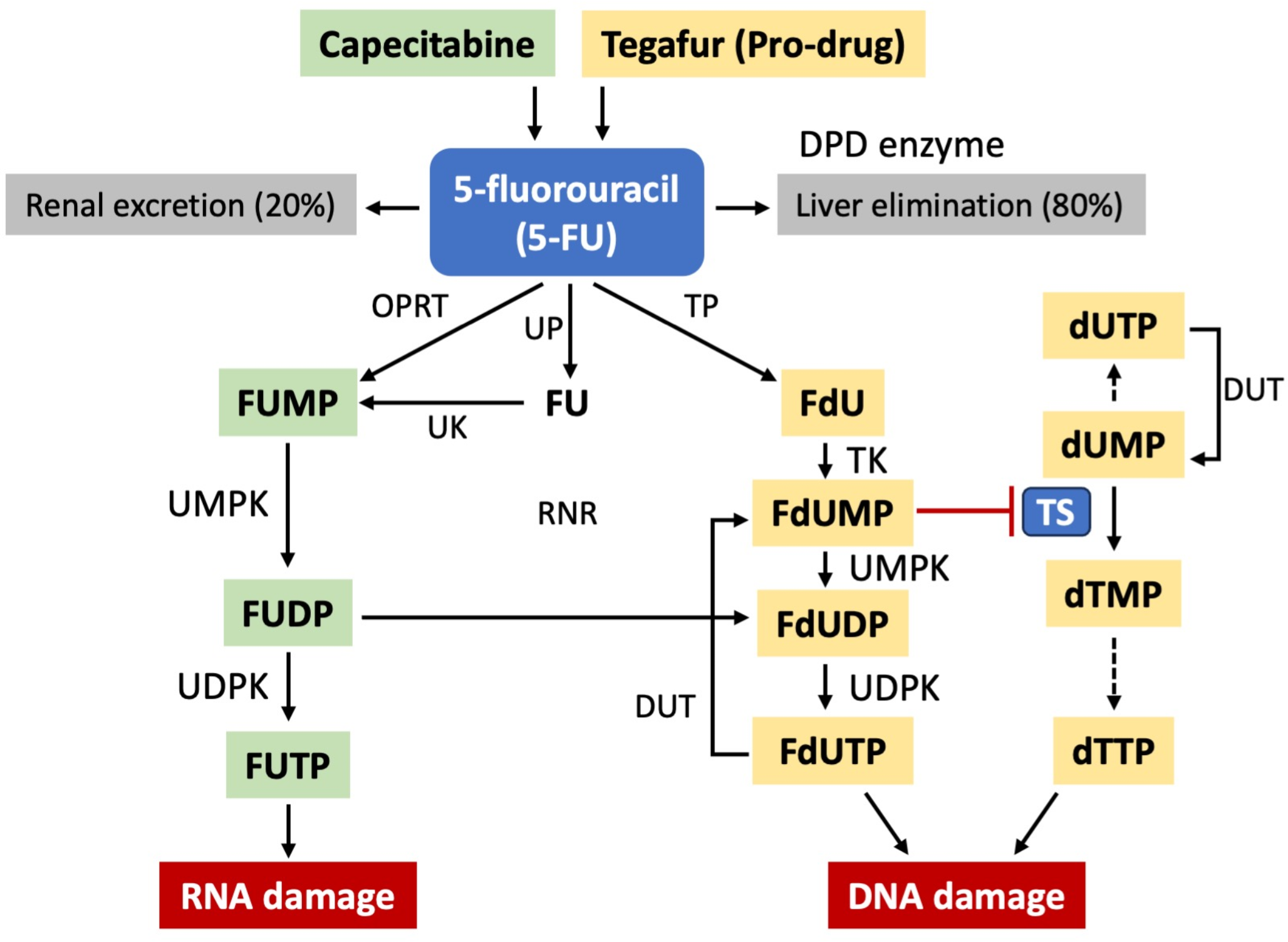 Dihydropyrimidine enzyme activity and its effect on chemotherapy toxicity: importance of genetic testing