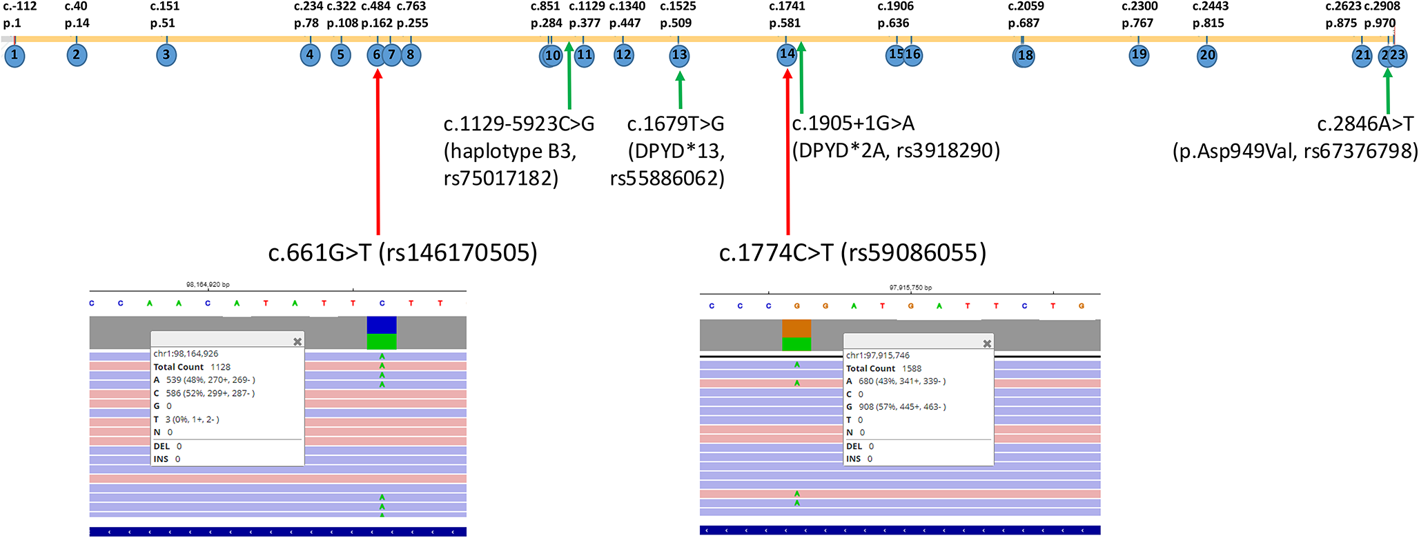 DPYD genotype should be extended to rare variants: report on two cases of phenotype / genotype discrepancy