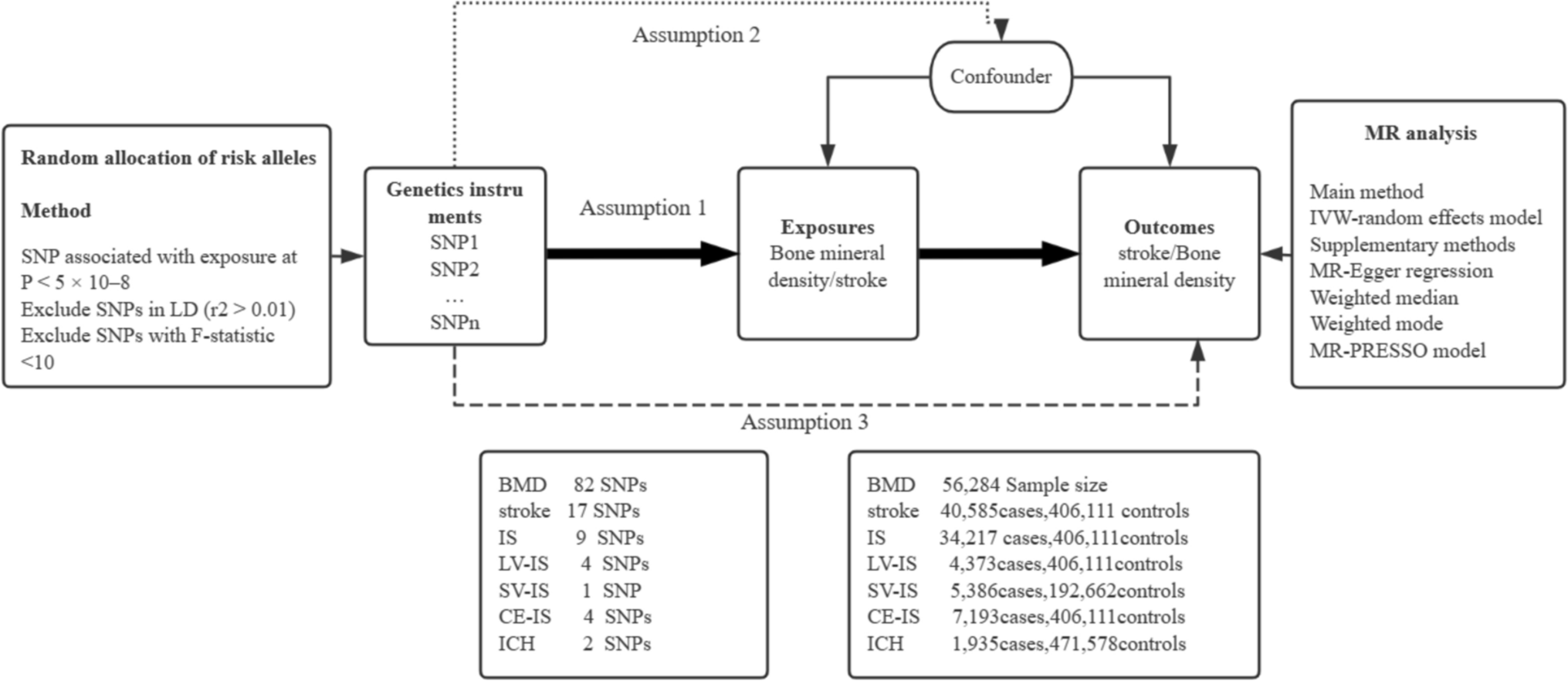 Osteoporosis and stroke: a bidirectional mendelian randomization study