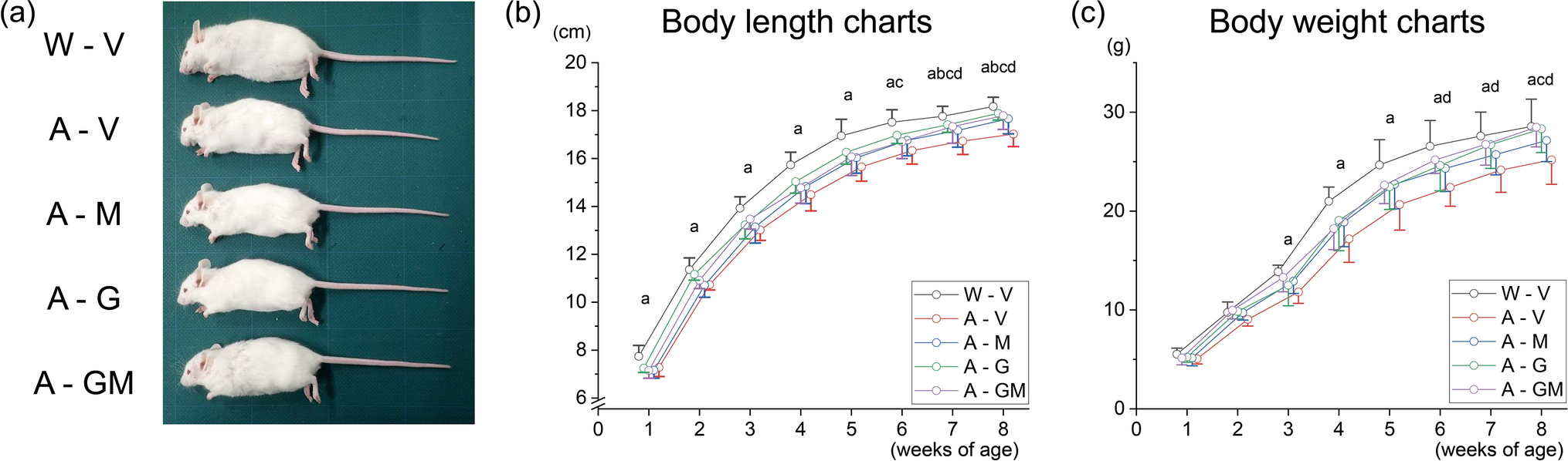 Meclozine and growth hormone ameliorate bone length and quality in experimental models of achondroplasia