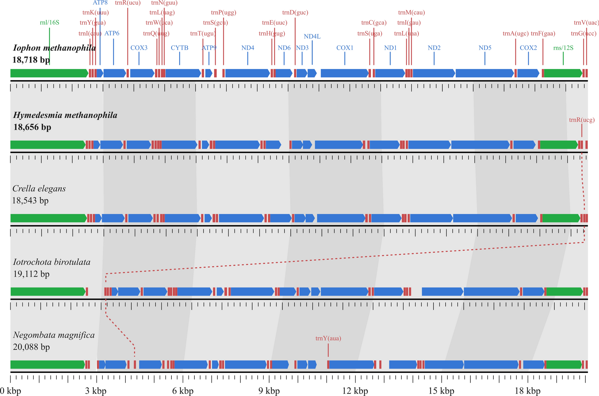The complete mitochondrial genome of the deep-sea methanotrophic sponges Hymedesmia methanophila and Iophon methanophila: leveraging ‘waste’ in metagenomic data