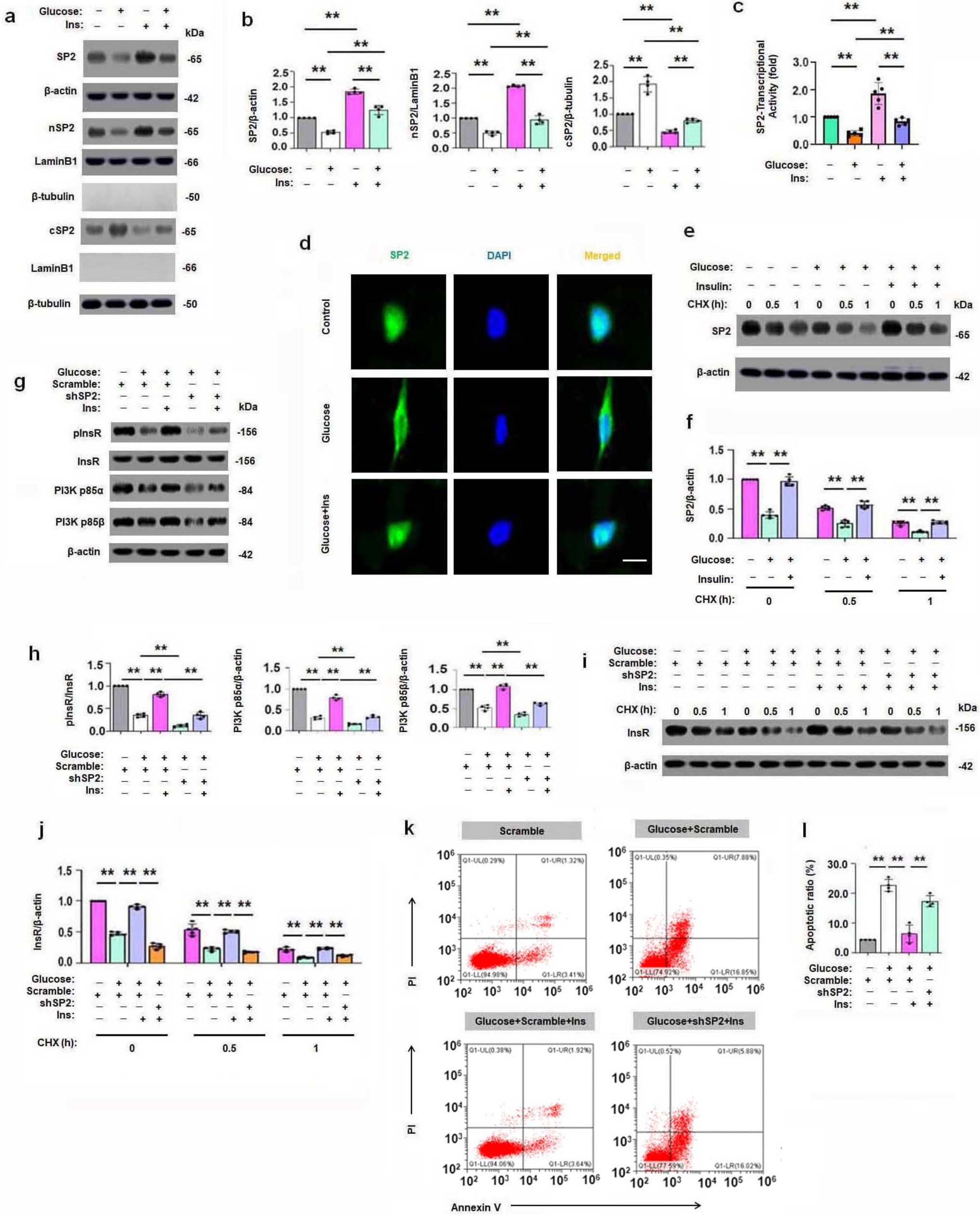 Identifying Specificity Protein 2 as a key marker for diabetic encephalopathy in the context of predictive, preventive, and personalized medicine
