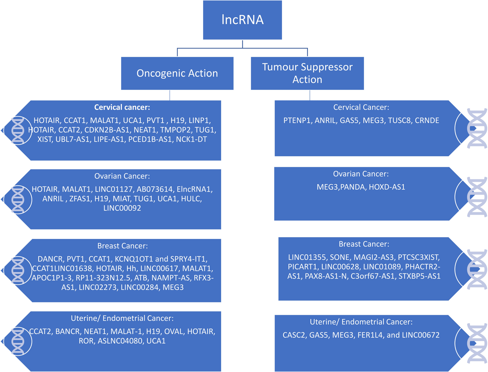 Long non-coding RNA involved in the carcinogenesis of human female cancer - a comprehensive review