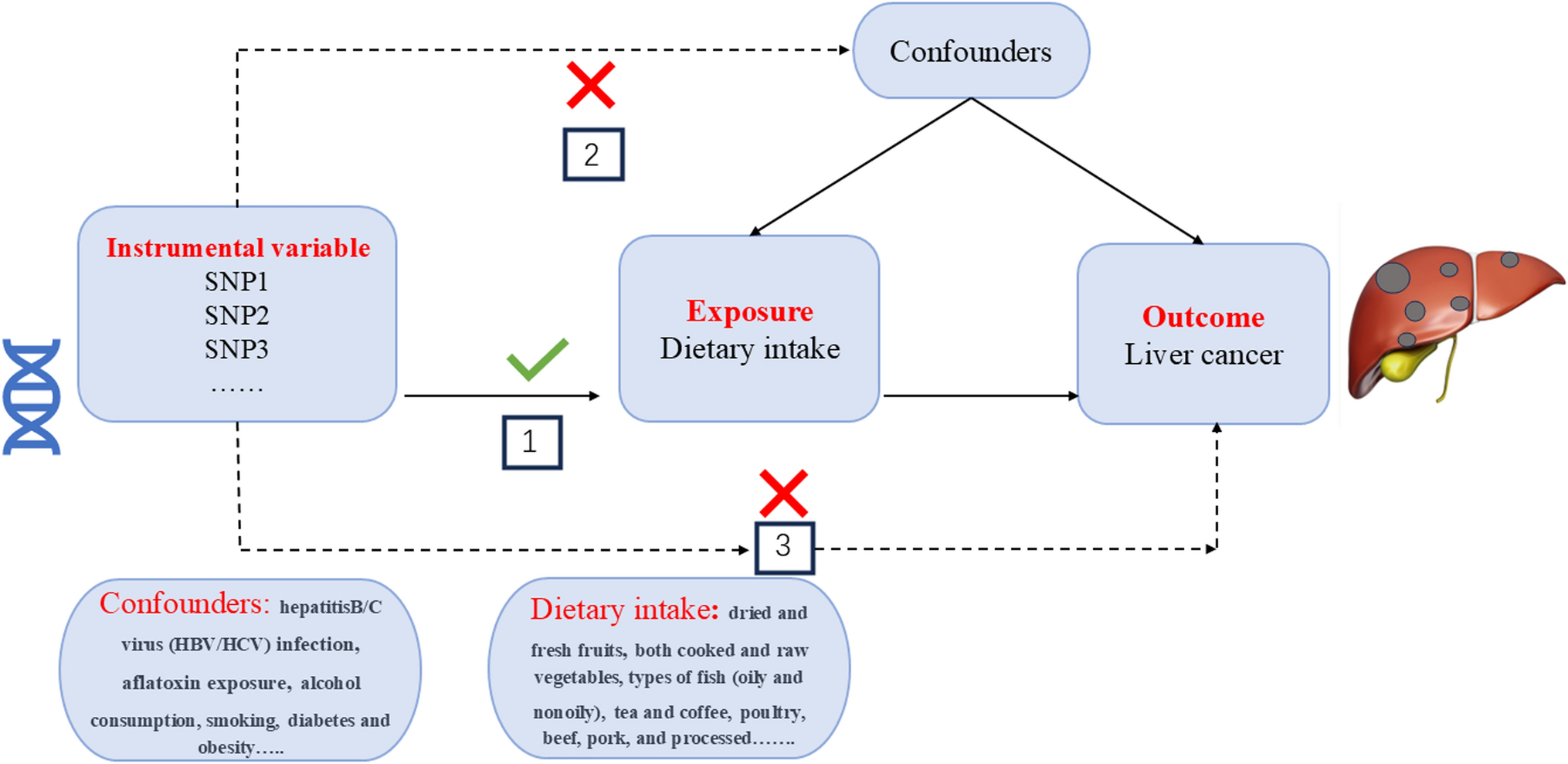 Causal associations between dietary habits and liver cancer risk: a two-sample Mendelian randomization study