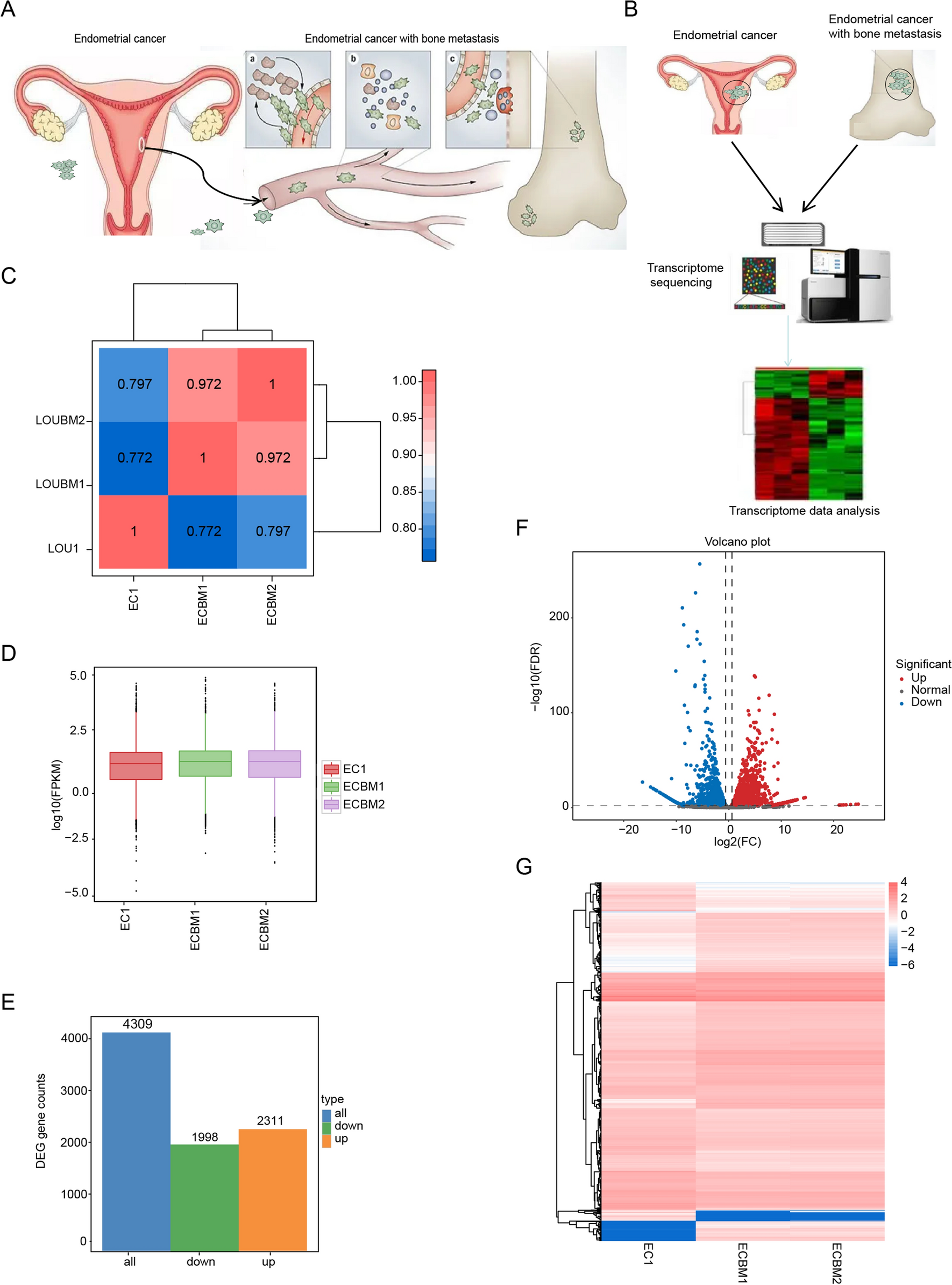 Comparative transcriptomic analysis of primary endometrial cancer and bone metastatic cancer: metastasis-associated genes and abnormal cell cycle regulation