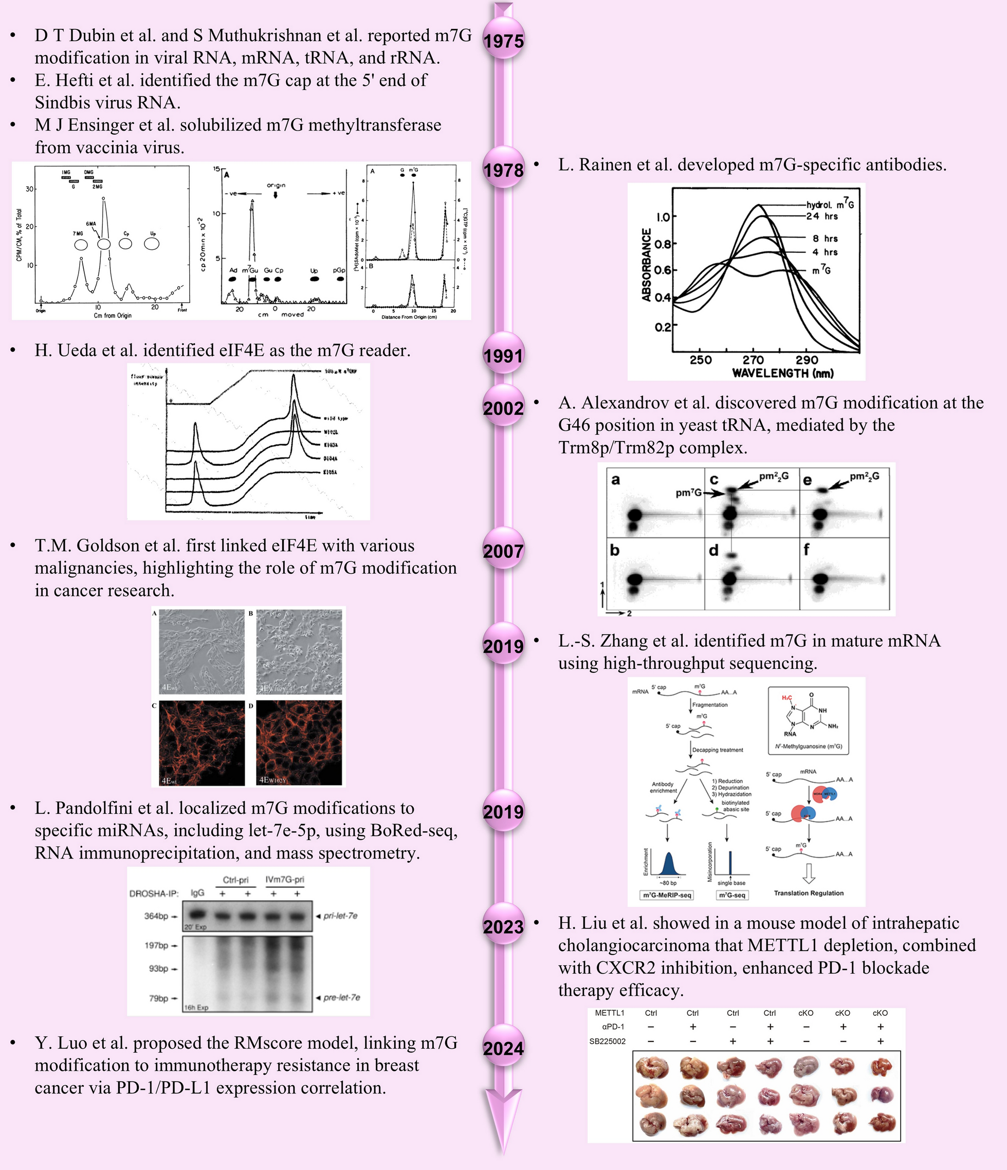 N7-methylguanosine modification in cancers: from mechanisms to therapeutic potential
